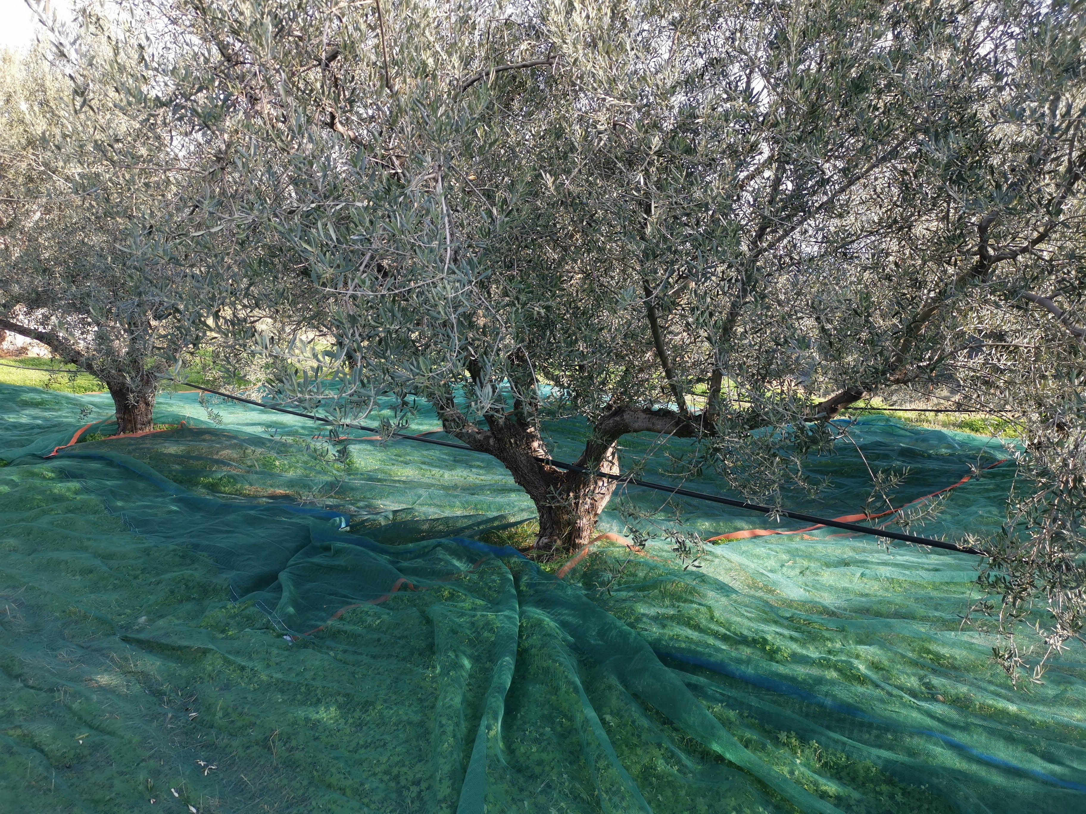 Récolte manuelle des olives